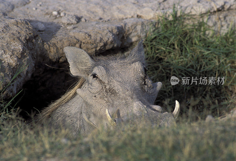 普通疣猪或疣猪(Phacochoerus africanus)是猪科(Suidae)的野生成员。肯尼亚马赛马拉国家保护区。